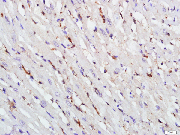 TAZ Antibody in Immunohistochemistry (Paraffin) (IHC (P))