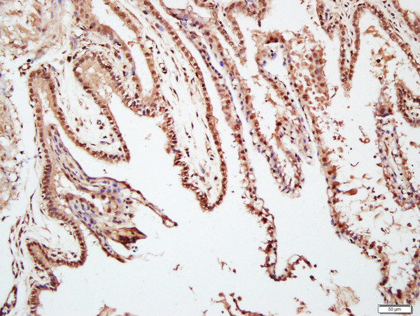 TAZ Antibody in Immunohistochemistry (Paraffin) (IHC (P))