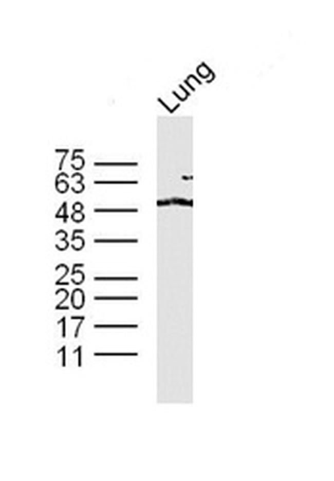 TAZ Antibody in Western Blot (WB)