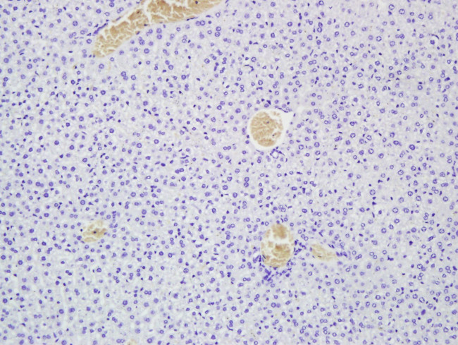 MEGF10 Antibody in Immunohistochemistry (Paraffin) (IHC (P))