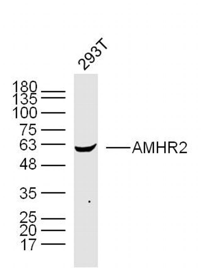 AMHR2 Antibody in Western Blot (WB)