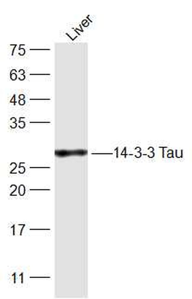 14-3-3 theta Antibody in Western Blot (WB)