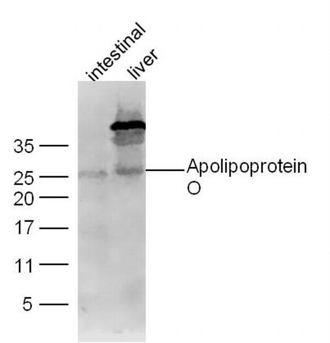 Apolipoprotein O Antibody in Western Blot (WB)