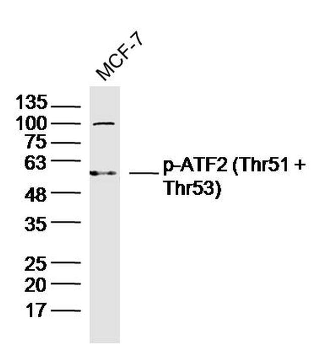 Phospho-ATF2 (Thr51, Thr53) Antibody in Western Blot (WB)