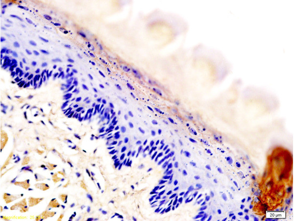 AQP3 Antibody in Immunohistochemistry (Paraffin) (IHC (P))