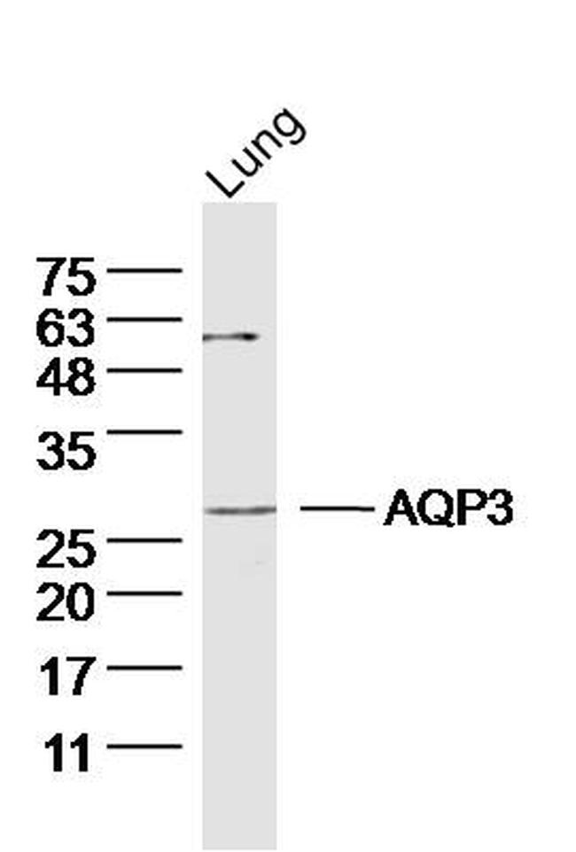 AQP3 Antibody in Western Blot (WB)