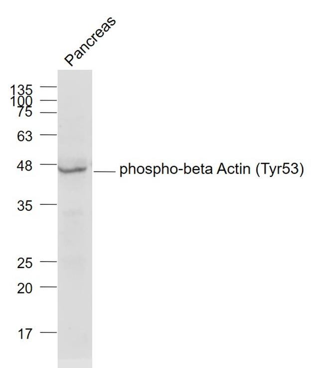 Phospho-Actin (Tyr53) Antibody in Western Blot (WB)