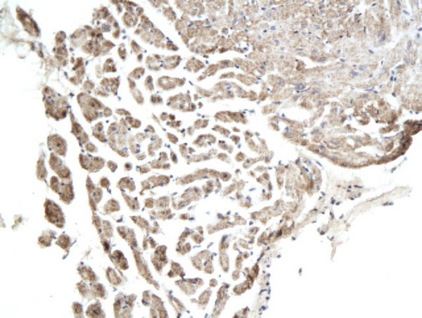 Connexin-36 Antibody in Immunohistochemistry (Paraffin) (IHC (P))