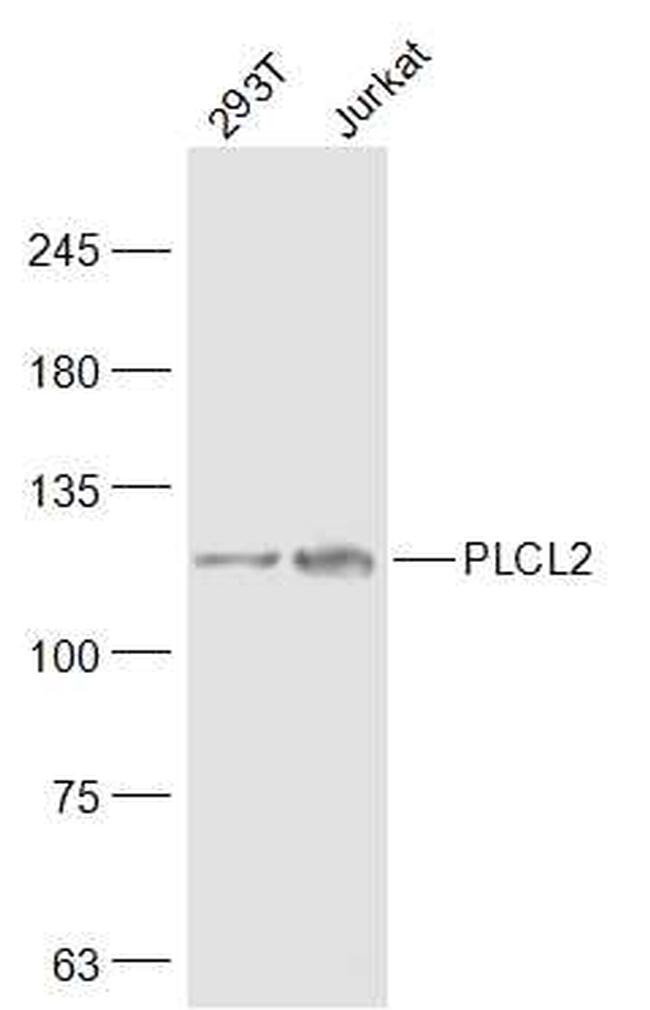 PLCL2 Antibody in Western Blot (WB)