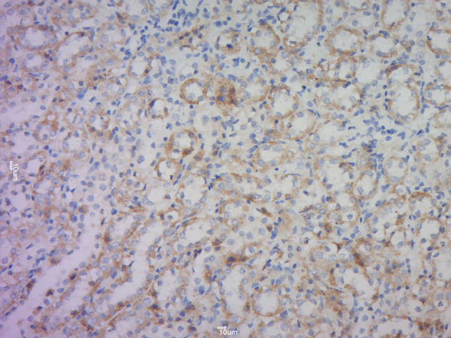 HtrA2/Omi Antibody in Immunohistochemistry (Paraffin) (IHC (P))