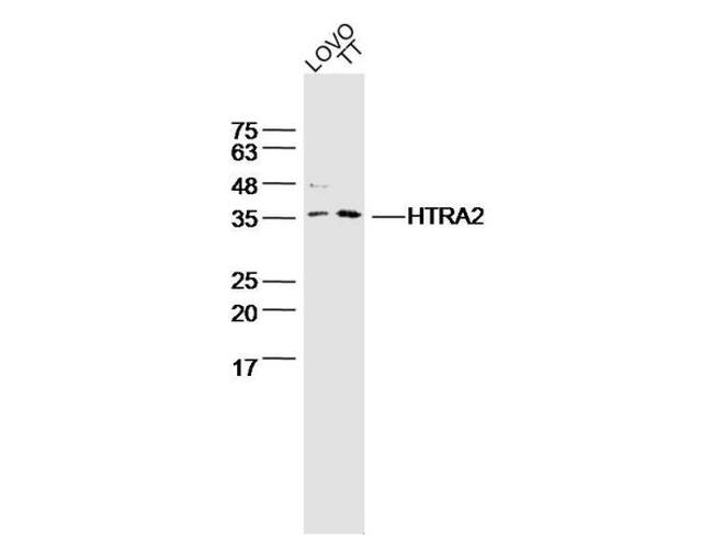 HtrA2/Omi Antibody in Western Blot (WB)