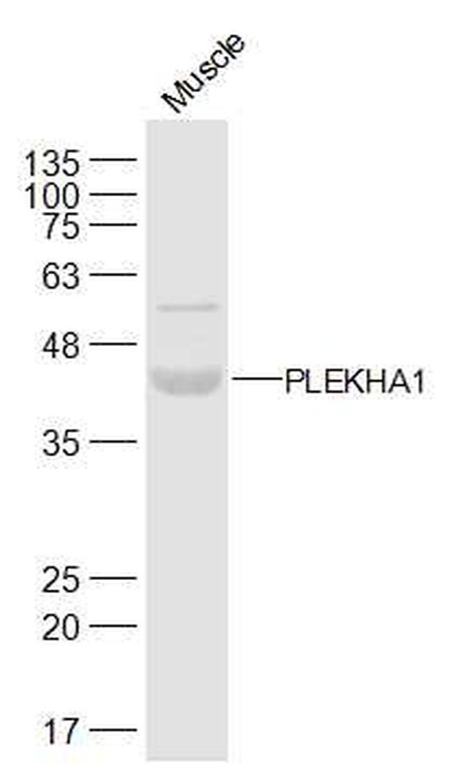 PLEKHA1 Antibody in Western Blot (WB)