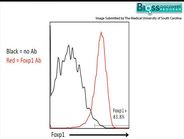 FoxP1 Antibody in Flow Cytometry (Flow)