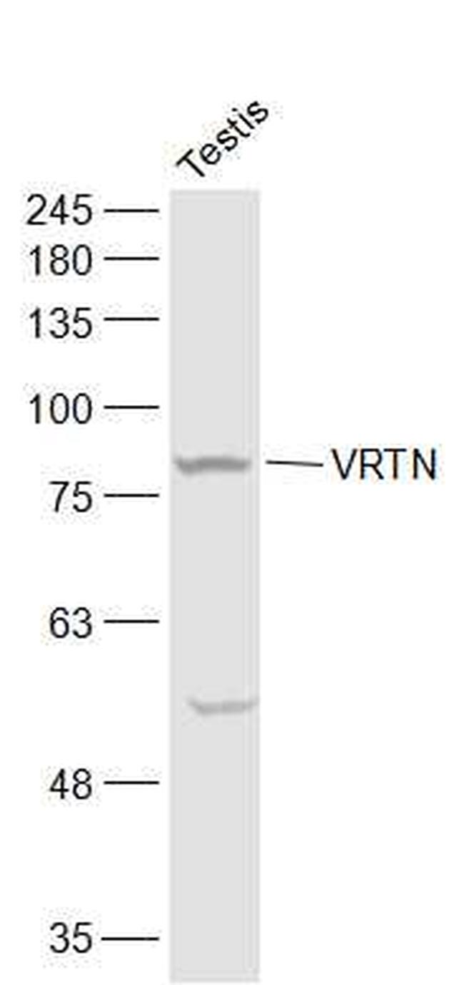 VRTN Antibody in Western Blot (WB)