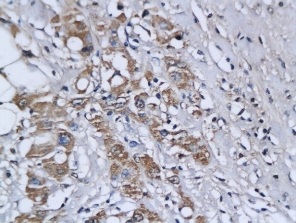 ETS1 Antibody in Immunohistochemistry (Paraffin) (IHC (P))