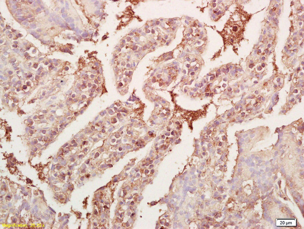 GDF8/MSTN Antibody in Immunohistochemistry (Paraffin) (IHC (P))