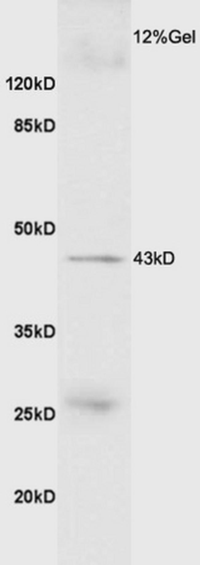 GDF8/MSTN Antibody in Western Blot (WB)