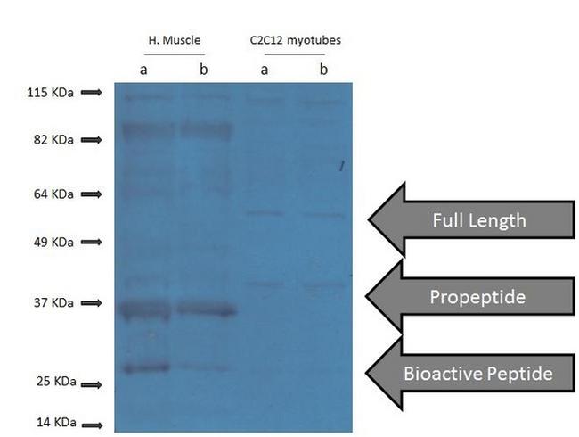 GDF8/MSTN Antibody in Western Blot (WB)