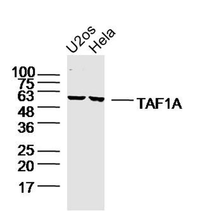 TAF1A Antibody in Western Blot (WB)