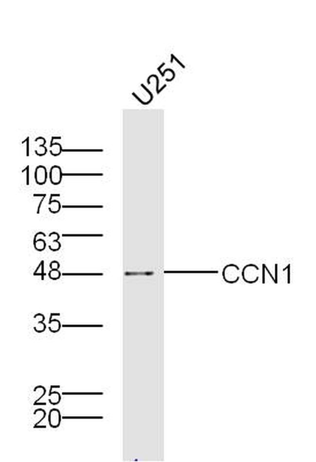 Cyr61 Antibody in Western Blot (WB)