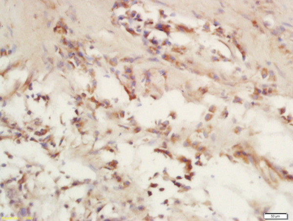 COX6c/Cytochrome C Oxidase subunit VIc Antibody in Immunohistochemistry (Paraffin) (IHC (P))