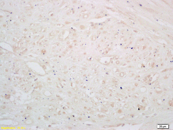 GABA B Receptor 2 Antibody in Immunohistochemistry (Paraffin) (IHC (P))