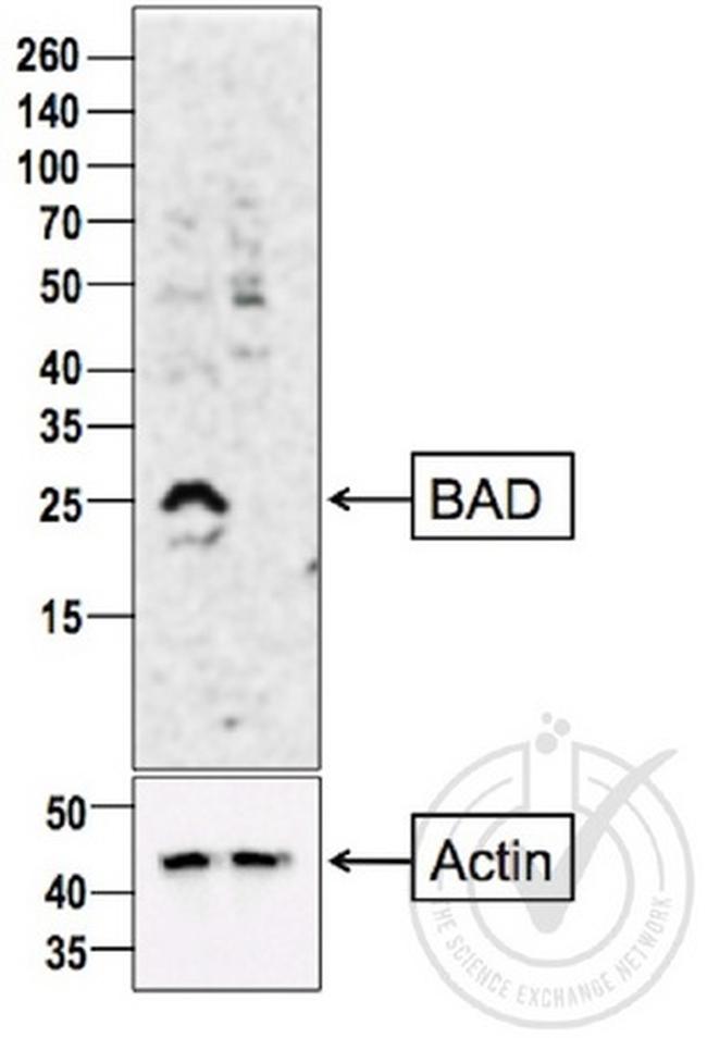 Bad Antibody in Western Blot (WB)