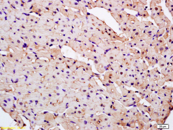 PARK7 Antibody in Immunohistochemistry (Paraffin) (IHC (P))