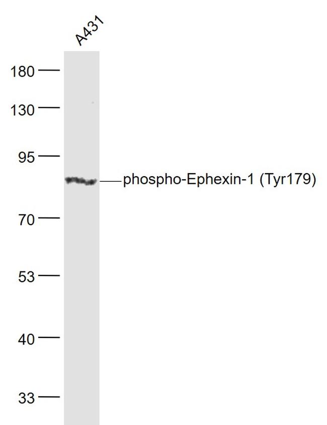 Phospho-Ephexin-1 (Tyr179) Antibody in Western Blot (WB)