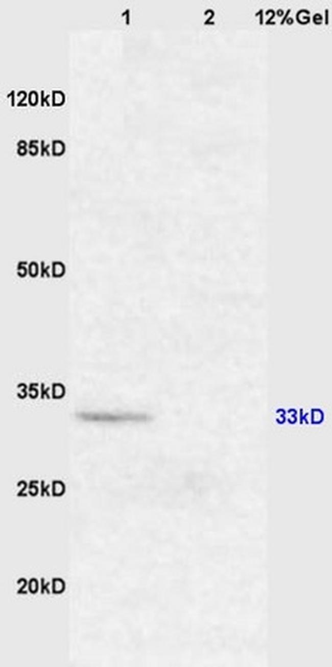 XAF1 Antibody in Western Blot (WB)