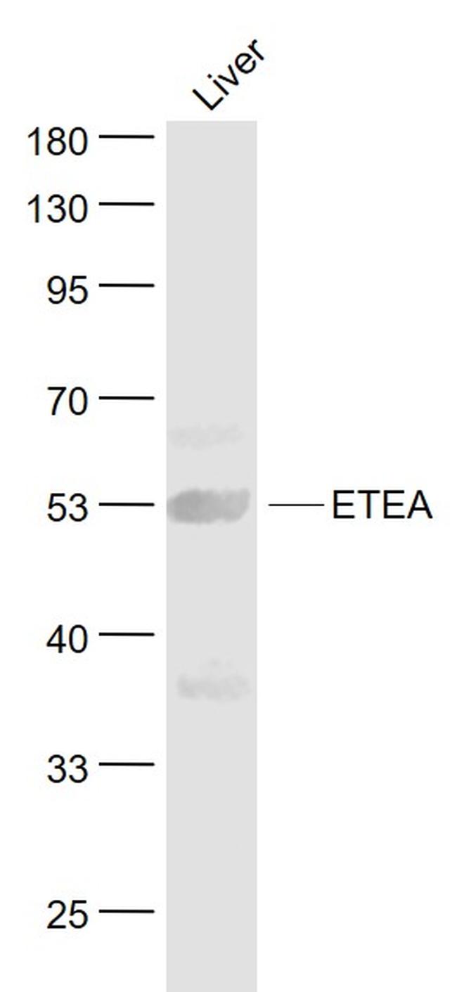 ETEA Antibody in Western Blot (WB)