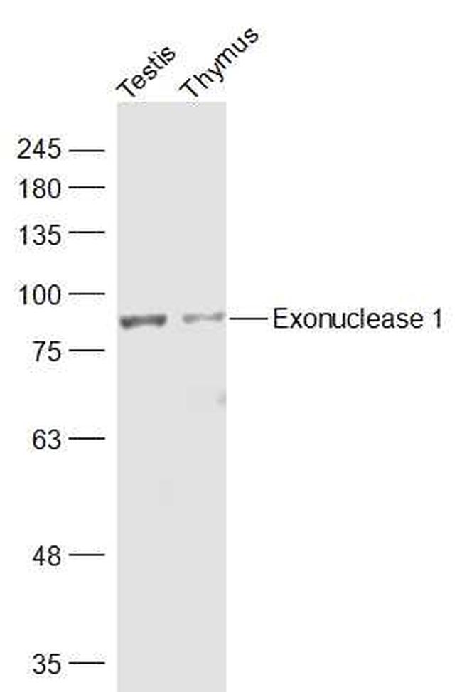 Exonuclease 1 Antibody in Western Blot (WB)