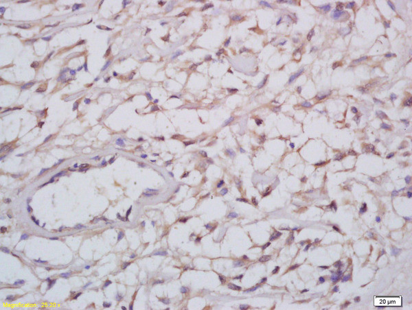 Reticulon 4 Antibody in Immunohistochemistry (Paraffin) (IHC (P))