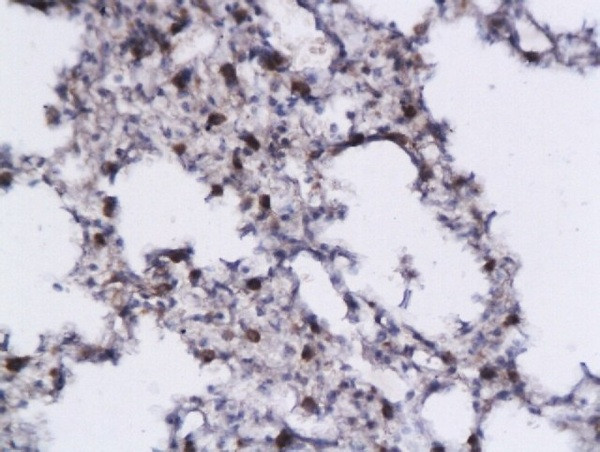 IL-5 Antibody in Immunohistochemistry (Paraffin) (IHC (P))