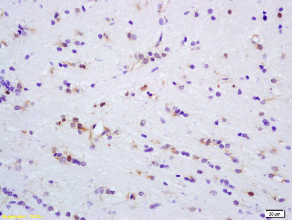 ERK4 Antibody in Immunohistochemistry (Paraffin) (IHC (P))