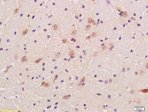 GAD65 + GAD67 Antibody in Immunohistochemistry (Paraffin) (IHC (P))