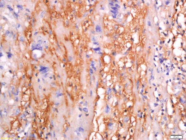 sFRP-4 Antibody in Immunohistochemistry (Paraffin) (IHC (P))