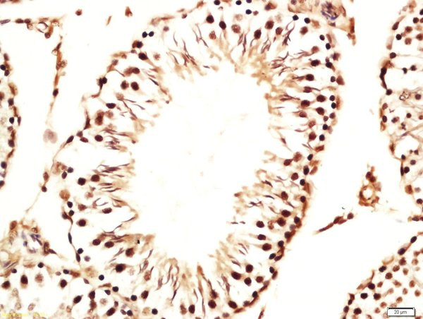 Gametogenetin Antibody in Immunohistochemistry (Paraffin) (IHC (P))