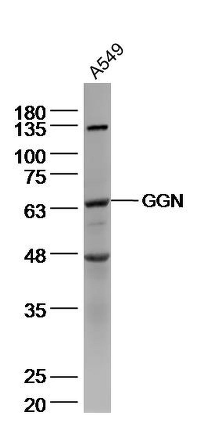 Gametogenetin Antibody in Western Blot (WB)