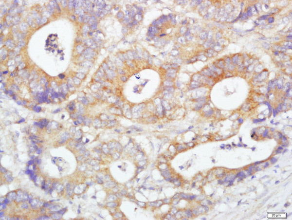 Glutaredoxin 2 Antibody in Immunohistochemistry (Paraffin) (IHC (P))