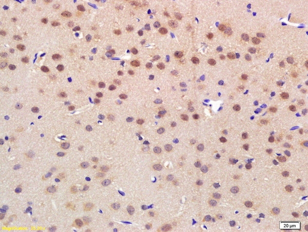 NRF-1 Antibody in Immunohistochemistry (Paraffin) (IHC (P))