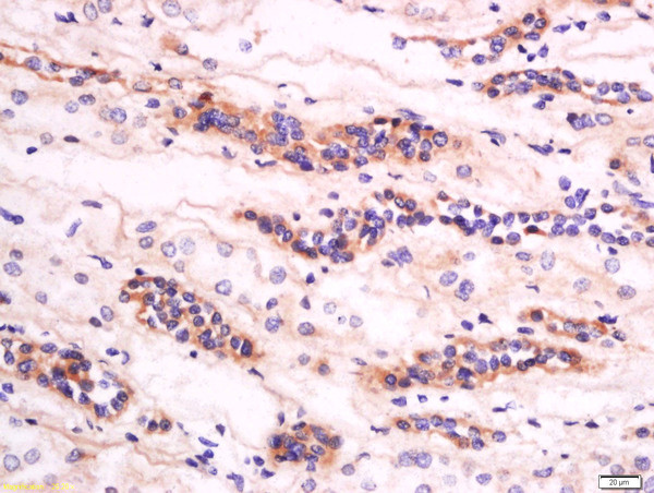 GM2A Antibody in Immunohistochemistry (Paraffin) (IHC (P))