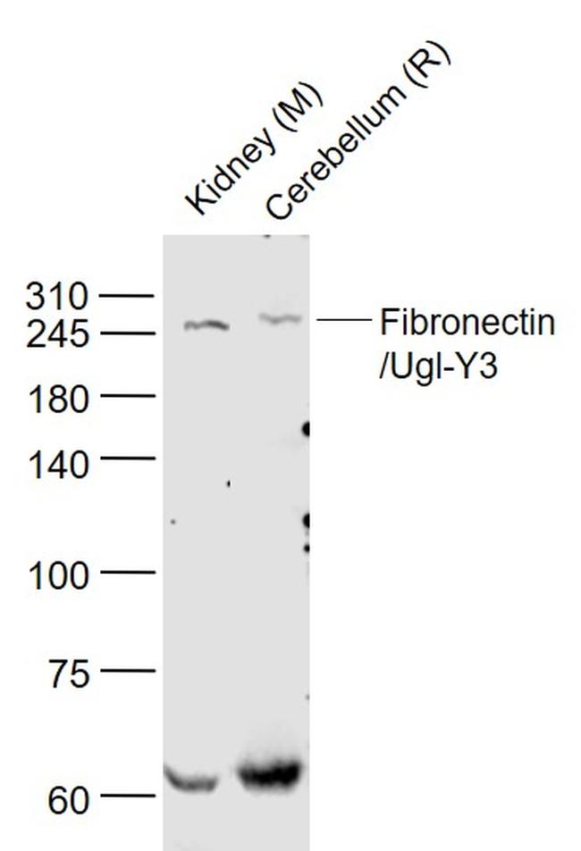 Fibronectin/Ugl-Y3 Antibody in Western Blot (WB)