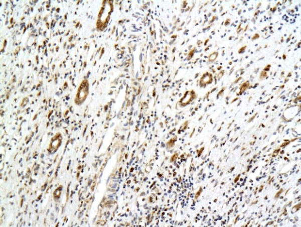 Podocalyxin Antibody in Immunohistochemistry (Paraffin) (IHC (P))