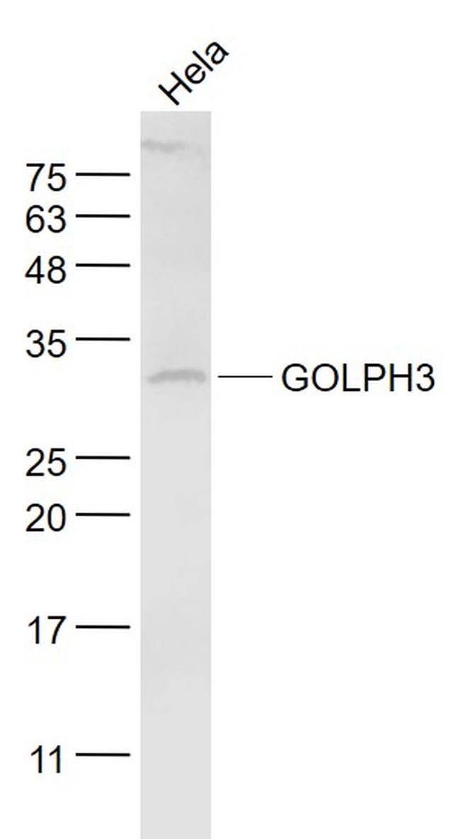 GOLPH3 Antibody in Western Blot (WB)