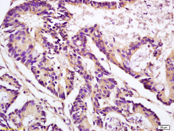 Apolipoprotein J Antibody in Immunohistochemistry (Paraffin) (IHC (P))