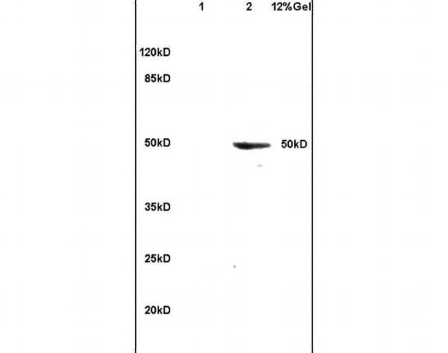 Apolipoprotein J Antibody in Western Blot (WB)