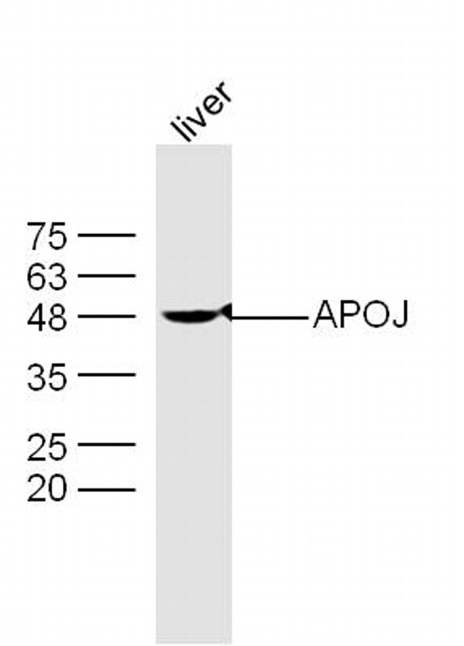 Apolipoprotein J Antibody in Western Blot (WB)