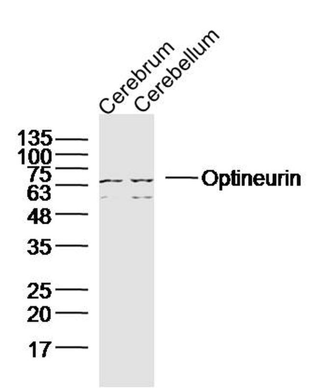 Optineurin Antibody in Western Blot (WB)