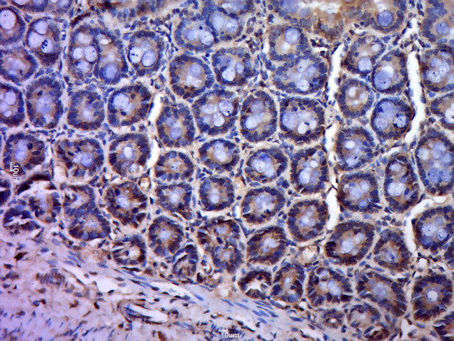 PAG1 Antibody in Immunohistochemistry (Paraffin) (IHC (P))